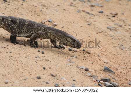 close shot of a lizard