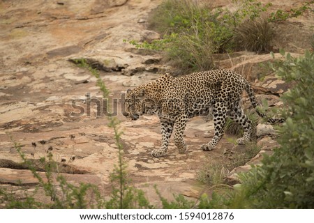 A selective focus shot of an African leopard walking around