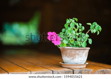 A flower in a clay pot. Stands on a wooden table. From the boards. On open air. Screensaver for the desktop.
