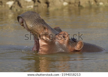A closeup shot of a hippopotamus in the water with its mouth open