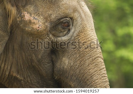A closeup shot of an elephant with a blurred background