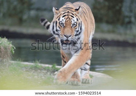 A closeup shot of a tiger staring at the camera
