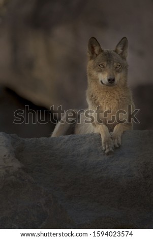 A vertical shot of a wolf laying on a rock while looking in the distance