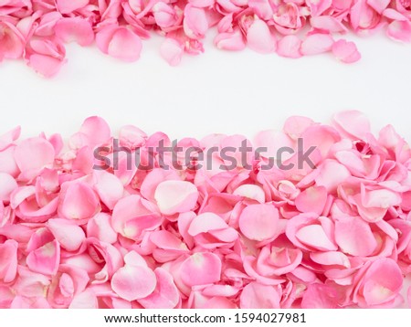 Romantic floral frame background. Valentines day background, pink rose petals on white background. Flat lay, top view