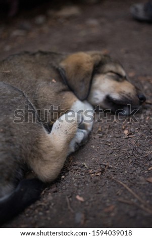 Cute little puppy sleeps on the ground. And in the open air. Screensaver for the desktop.