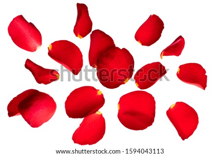 Red rose petals flying in the air.  Isolate on white background. Valentine's day cards, wedding, March 8, birthday, mother's Day.