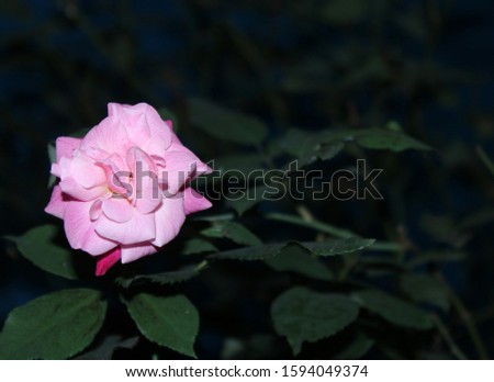 Pink rose (rosa) ,leaf  with blurred background. Evening time