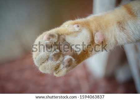 Close up picture of cat foodpad, an orange cat foot