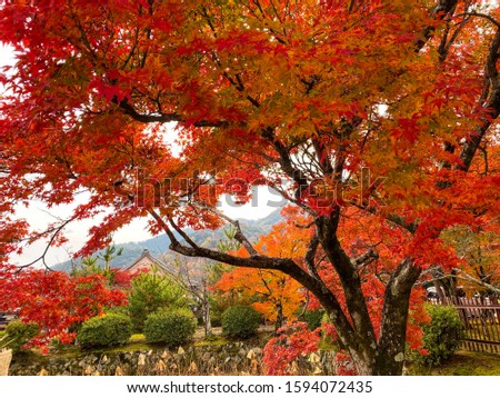 Fall Colors - Kyoto, Japan