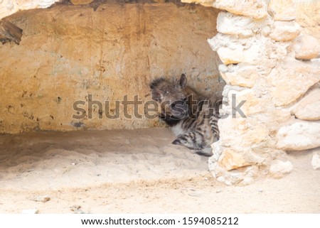 Portrait of hyena in zoo. Horizontal color photography.