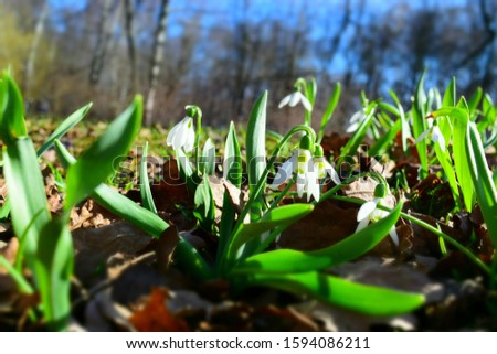 Galanthus early flowers on bright sky background. Beautiful spring landscape.