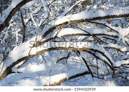 Snow covered tree branch winter