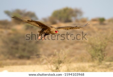 Bateleur (Terathopius ecaudatus) - Inmature, Kgalagadi Transfrontier Park, Kalahari desert, South Africa.