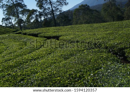 Beautyful Landscape green Tea leaves