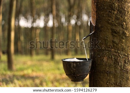 The rubber in the garden has latex cups Royalty-Free Stock Photo #1594126279