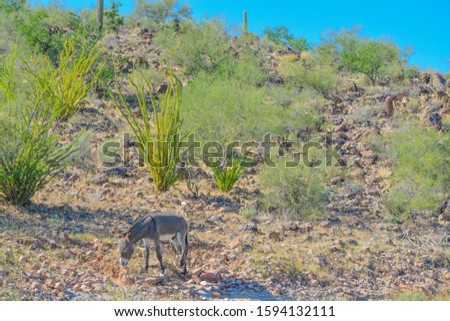 Wild donkeys, at the Lake Pleasant Regional Park in the Sonora Desert. Saguaro Cactus (Carnegiea Gigantea) in the background. Maricopa County, Arizona USA 