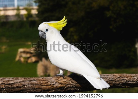 Cacatu white parrot withy yellow feathers on the head, sitting on a branch