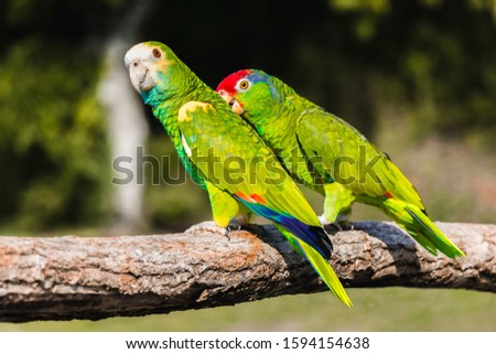 Green yellow red  parrots, sitting on a branch