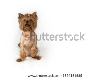 Yorkshire Terrier on a white background. Little dog. Isolate, 