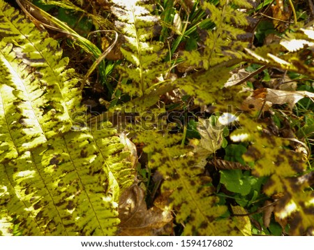 Fern texture natural. Autumn forest. Background, pattern and wallpaper for modern advanced design. High resolution