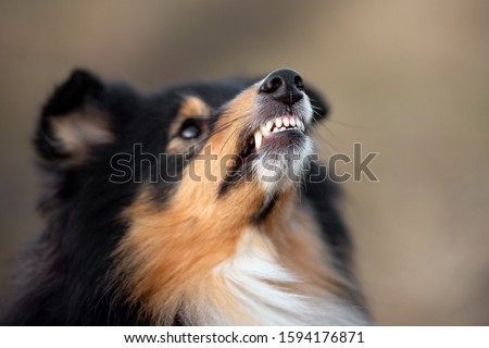 close up of angry doog teeth, dog snarling outdoors Royalty-Free Stock Photo #1594176871