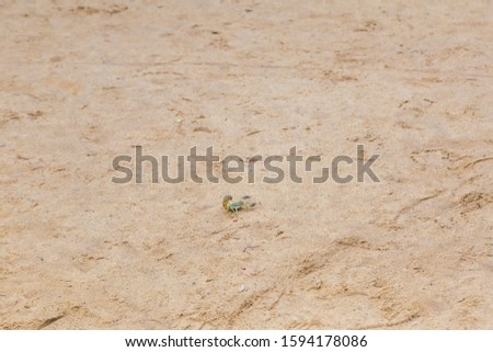 Dangerous alive scorpion on sand background. Horizontal color photography.
