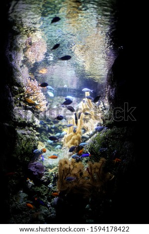 Fishes and goldfishes in aquarium of paris background with vegetation and colors and lights near eiffel tower
