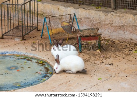 Two cute white rabbits. Horizontal color photography.