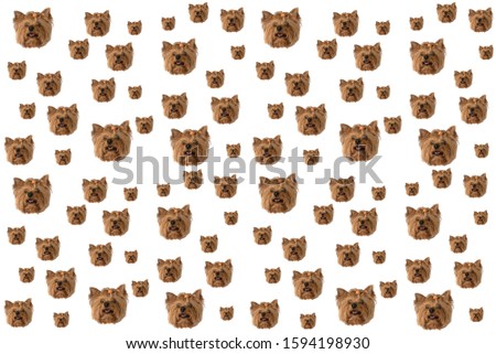 Yorkshire Terrier head on a white background. Little dog. Isolate, Pattern