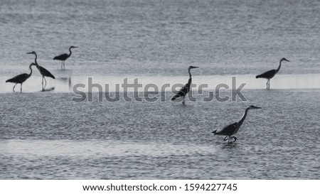 Grey herons watching for food in the middle of a shallow lake