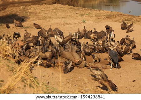 A group of vultures and birds of prey feeding the death elephant and death crocodile. Zambia, South Luangwa.