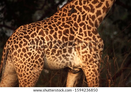 A skin of Rhodesian giraffe (Giraffa tippelskirchi) up to close, only skin detail. Zambia, South Luangwa.