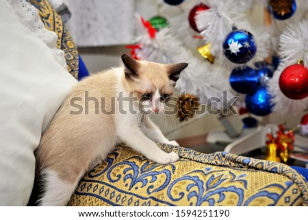 Siamese Kitten with Menacing Look and Attack Position on the Couch at Christmas