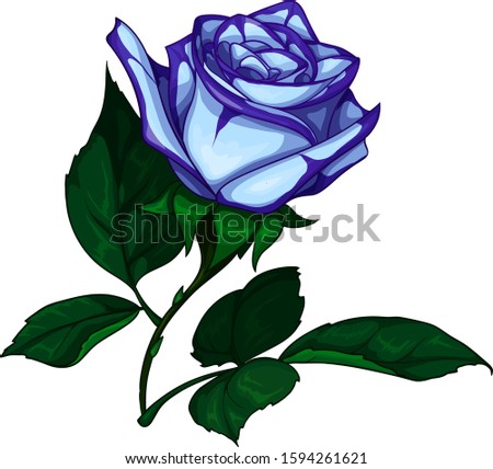 Vector colorful rose artistic realistic style with contour isolated on white background