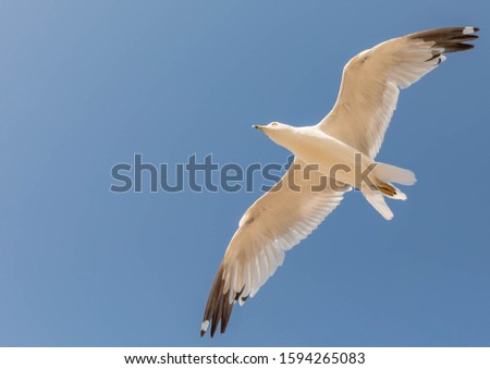 Most types of seagull are awake during the day and sleep at night.