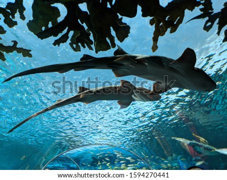 Sleeping Sharks at Torontos Ripley's Aquarium
