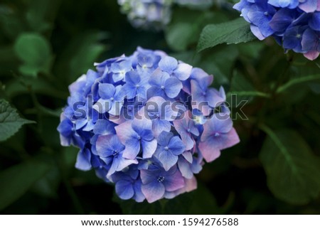 Moody flowers picture of blue hydrangea blossom on the bush, dark toned floral background