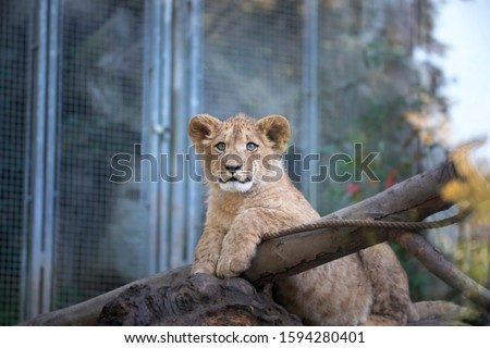 The young lion of Berber look majestic dark background., the best photo.