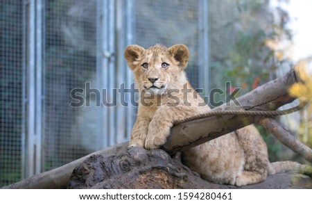 The young lion of Berber look majestic dark background., the best photo.