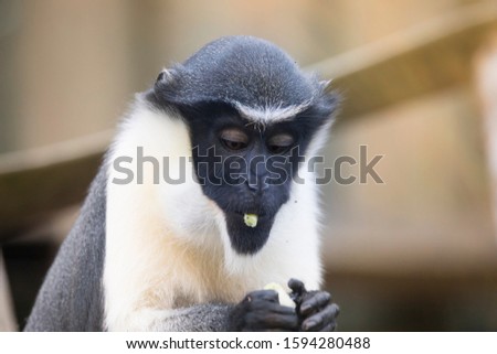 Diana monkey, Cercopithecus diana, a dark backround, scream, crescent-shaped browband, ruff and beard. Wildlife animals. Portrait.