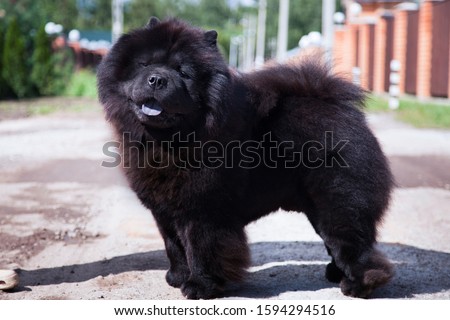 A large black shaggy dog of the Chow Chow breed, with open mouth and sticking out blue tongue, stands on the track Royalty-Free Stock Photo #1594294516
