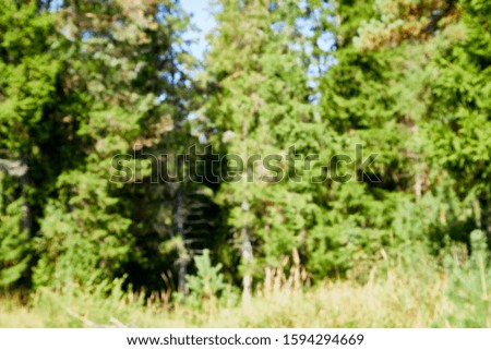 Blurred background of forest with trees. Abstract natural green background in bokeh in summer or autumn day