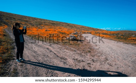Asian girl taking a picture with Bright orange California Pobbies (Eschscholzia) in the Antelope Valley, California, USA