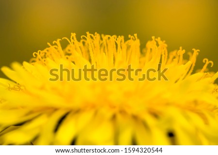 real wild yellow beautiful dandelions  flowers