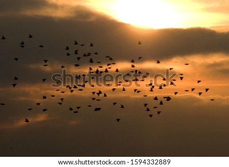 Flying flock of starling at sunset