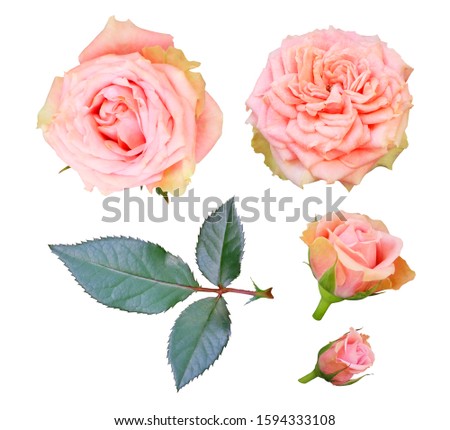 Set of pale pink tea roses with leaves and buds isolated on a white background.