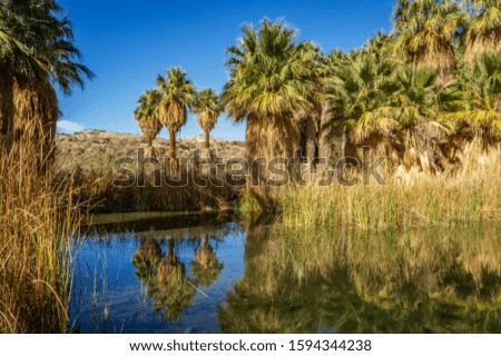An oasis in the California Desert, near Palm Springs