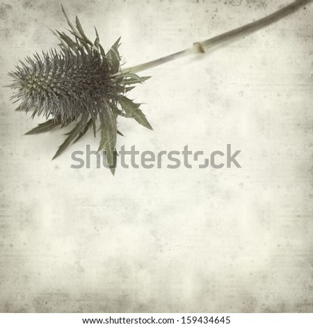 textured old paper background with blue sea holly