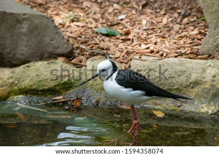 black and white bird with a long beak standing in still water
