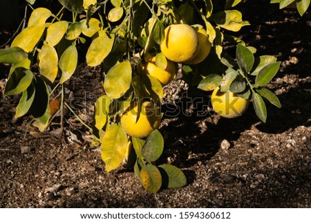 Grapefruits hanging on branch from citrus tree close to the ground. Low hanging fruit concept.